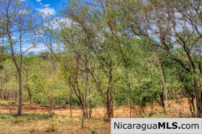 Half Acre Lot Luxury Life Development TreeCasa FIRE SALE