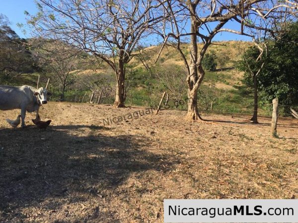 Unspoiled Jungle Property in Miravalle - Image 2