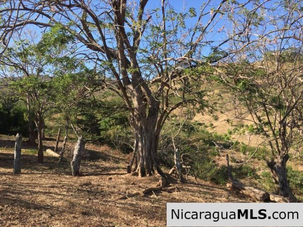 Unspoiled Jungle Property in Miravalle - Image 5