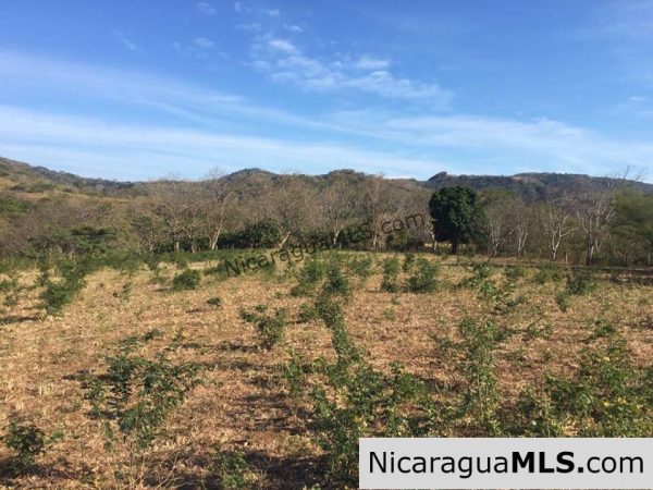 Unspoiled Jungle Property in Miravalle - Image 6
