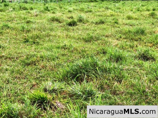 4 Acres in Las Delicias on the Road to Playa Coco - Image 11