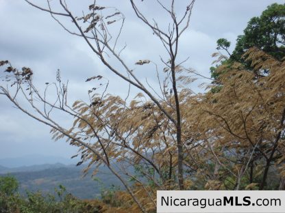 Rancho Papayal Lots Near TreeCasa San Juan Del Sur