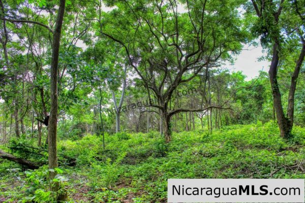 Las Fincas Eco Community 1.7 acres Ocean and Jungle Views - Image 6
