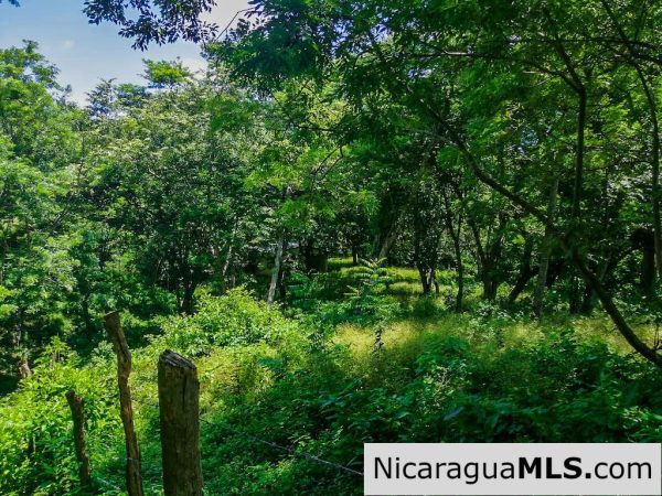 Heavily Wooded 9 Manzana Property with Ocean Views - Image 10