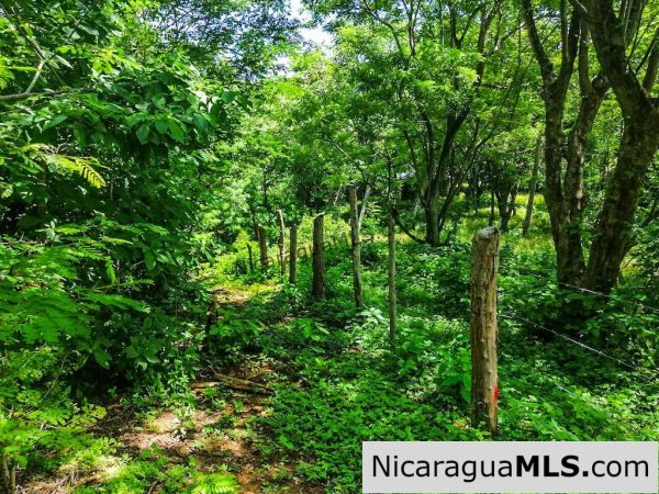 Heavily Wooded 9 Manzana Property with Ocean Views - Image 11