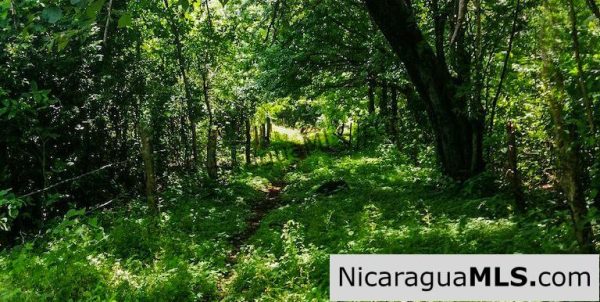 Heavily Wooded 9 Manzana Property with Ocean Views - Image 12