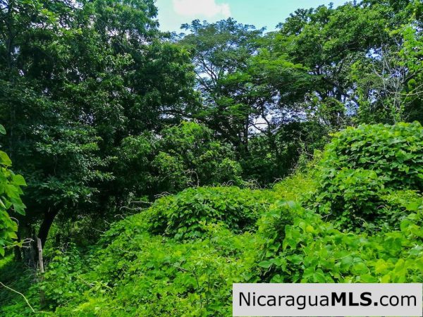 Heavily Wooded 9 Manzana Property with Ocean Views - Image 13