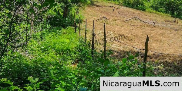 Heavily Wooded 9 Manzana Property with Ocean Views - Image 14