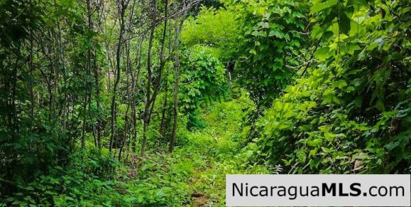 Heavily Wooded 9 Manzana Property with Ocean Views - Image 15