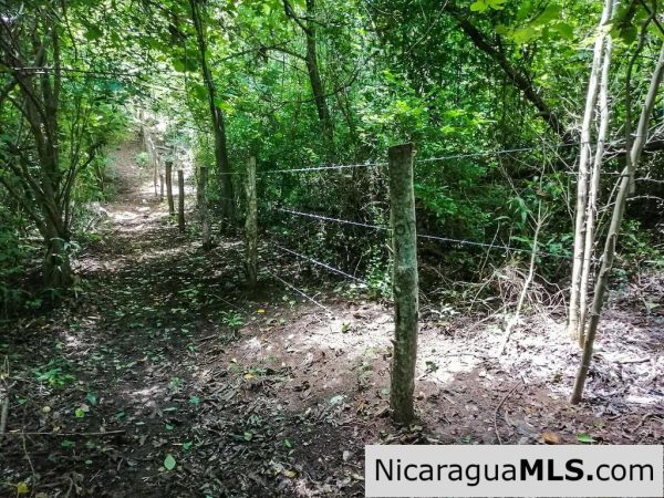Heavily Wooded 9 Manzana Property with Ocean Views - Image 16