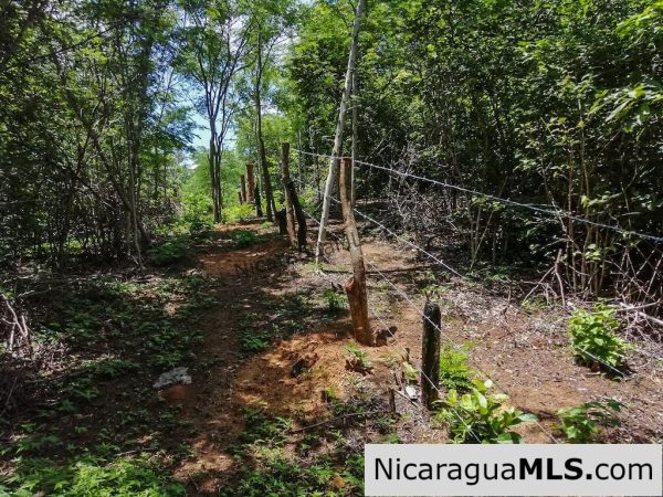 Heavily Wooded 9 Manzana Property with Ocean Views - Image 17