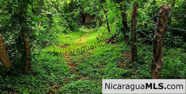 Heavily Wooded 9 Manzana Property with Ocean Views - Image 18
