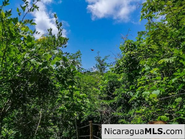 Heavily Wooded 9 Manzana Property with Ocean Views - Image 19