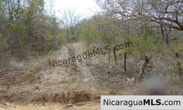 Heavily Wooded 9 Manzana Property with Ocean Views - Image 3
