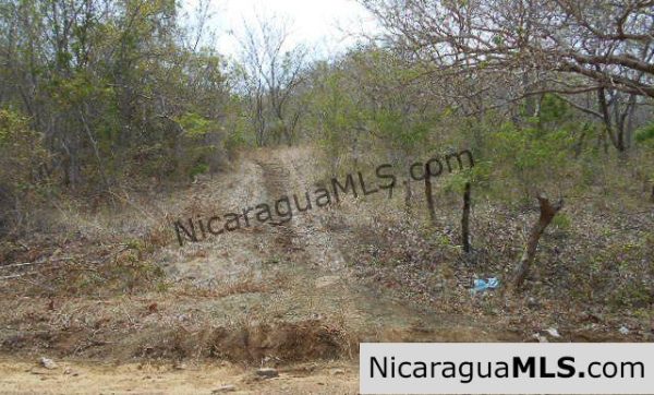 Heavily Wooded 9 Manzana Property with Ocean Views - Image 4