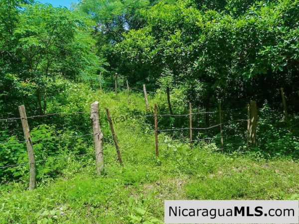 Heavily Wooded 9 Manzana Property with Ocean Views - Image 5