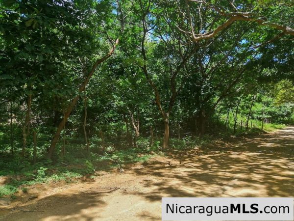 Heavily Wooded 9 Manzana Property with Ocean Views - Image 6