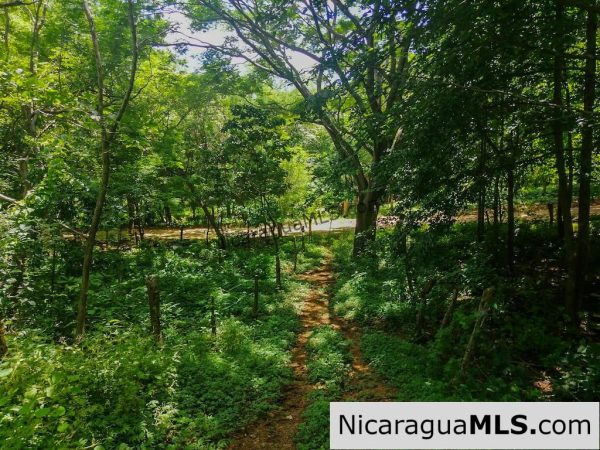 Heavily Wooded 9 Manzana Property with Ocean Views - Image 7