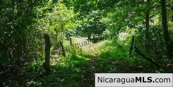 Heavily Wooded 9 Manzana Property with Ocean Views - Image 8