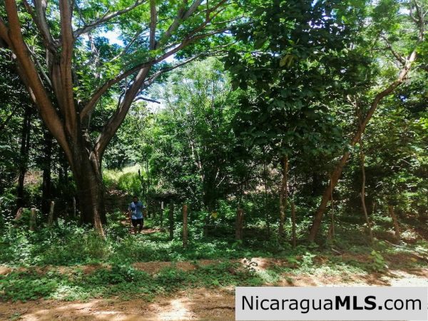 Heavily Wooded 9 Manzana Property with Ocean Views - Image 9