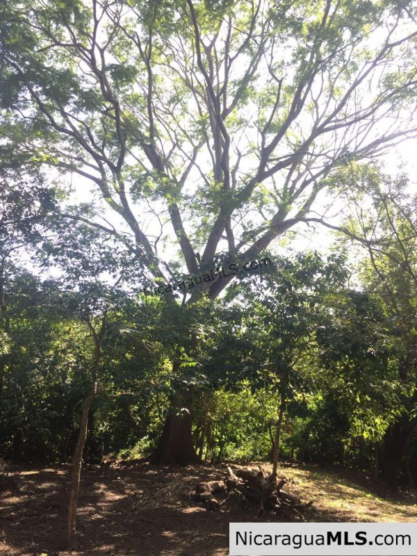 Commercial acreage within walking distance to Playa Marsella and Maderas - Image 8