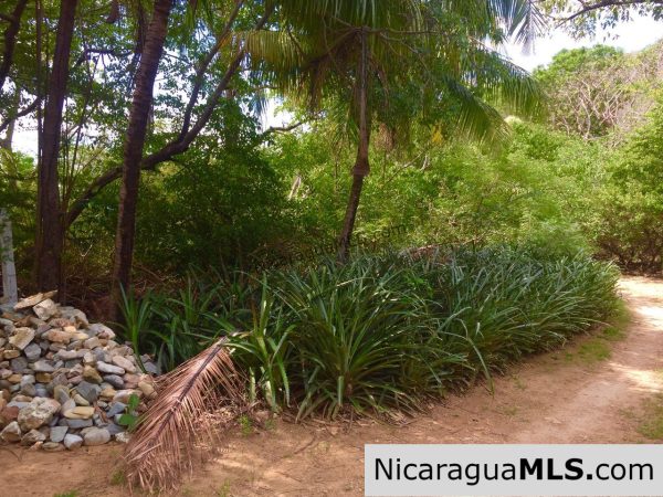 Beachfront lot Playa El Coco - Image 17