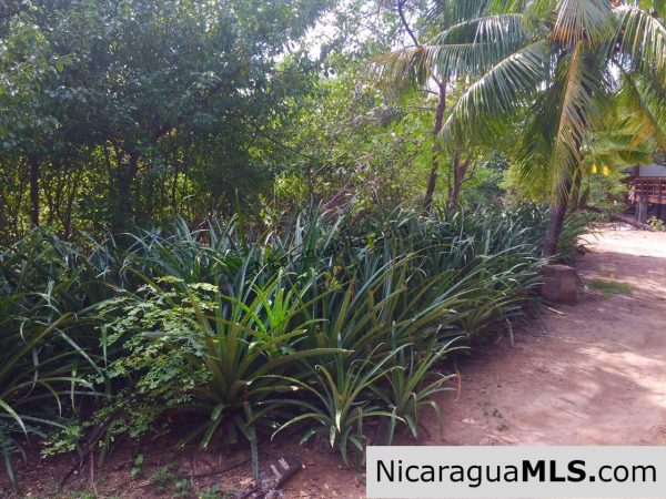 Beachfront lot Playa El Coco - Image 18