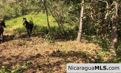 Playa Maderas Bargain 3.1 Acre Property