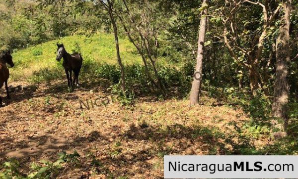 Playa Maderas Bargain 3.1 Acre Property - Image 11
