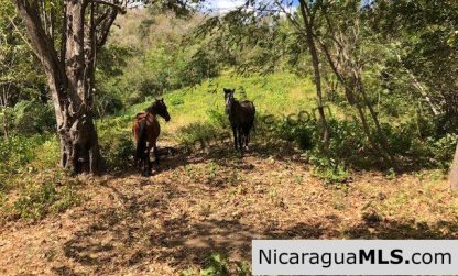 Playa Maderas Bargain 3.1 Acre Property