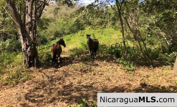 Playa Maderas Bargain 3.1 Acre Property - Image 13