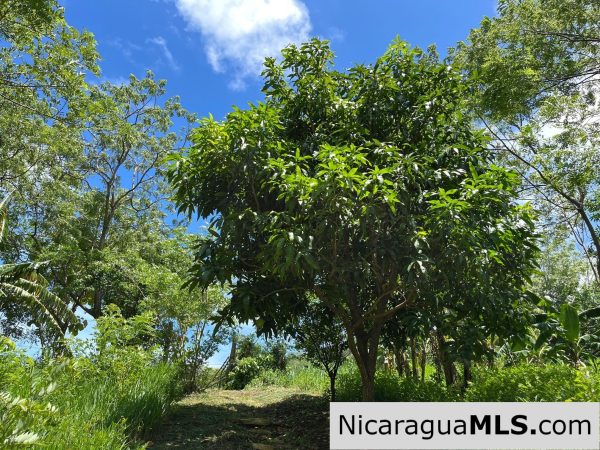 Casita Plus Land in El Oro San Juan Del Sur Nicaragua - Image 8