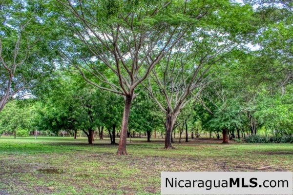 Beautiful Park Setting 4.5 Acres on Road to Maderas - Image 11