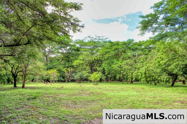 Beautiful Park Setting 4.5 Acres on Road to Maderas - Image 3
