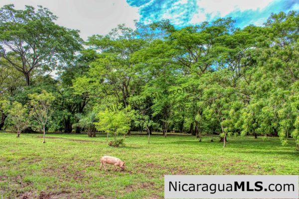 Beautiful Park Setting 4.5 Acres on Road to Maderas - Image 5