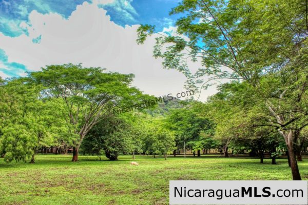 Beautiful Park Setting 4.5 Acres on Road to Maderas - Image 6