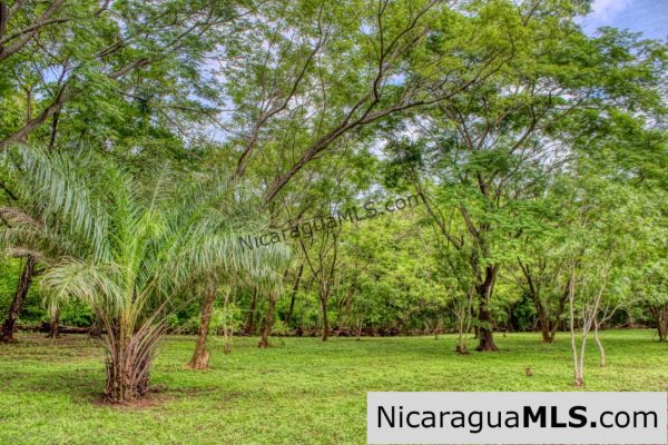 Beautiful Park Setting 4.5 Acres on Road to Maderas - Image 7