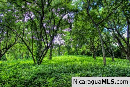 Nestled in the trees minutes to beaches Rancho Papayal Lot 79