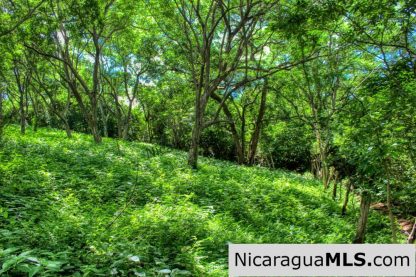 Nestled in the trees minutes to beaches Rancho Papayal Lot 79