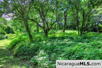 Nestled in the trees minutes to beaches Rancho Papayal Lot 79