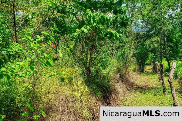 Remanso Hills Forested Views - Image 4