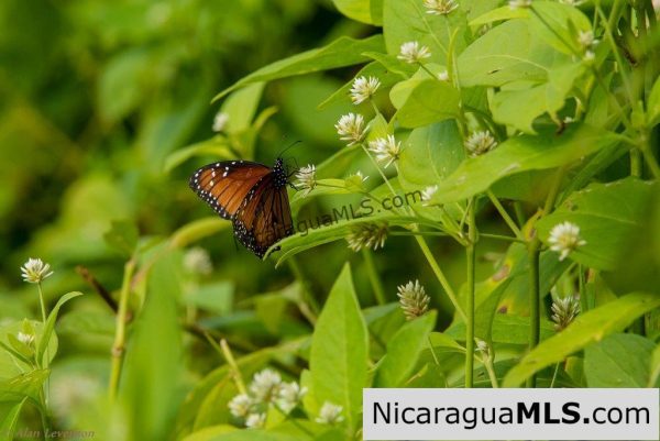 50 Acres with Stunning Views of San Juan del Sur - Image 9