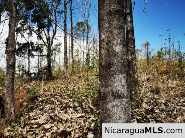 80 Manzanas Tree Farm Five minutes from Rivas - Image 15