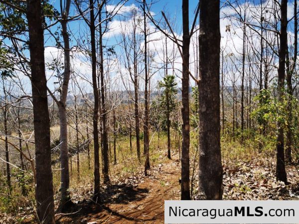 80 Manzanas Tree Farm Five minutes from Rivas - Image 14