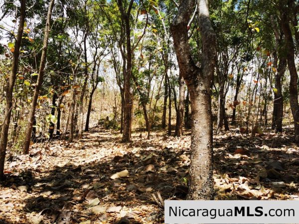 80 Manzanas Tree Farm Five minutes from Rivas - Image 11