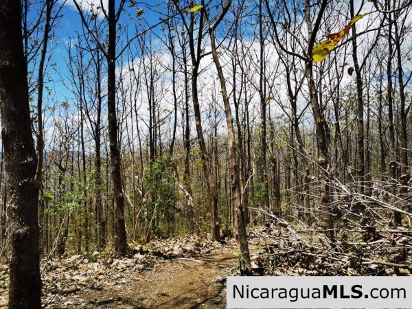 80 Manzanas Tree Farm Five minutes from Rivas - Image 9