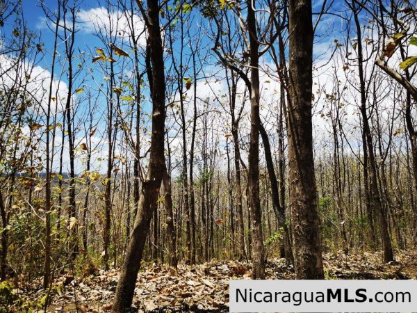 80 Manzanas Tree Farm Five minutes from Rivas - Image 10
