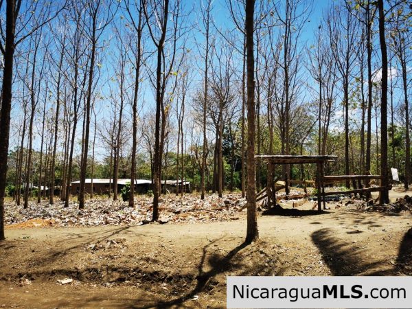 80 Manzanas Tree Farm Five minutes from Rivas - Image 4
