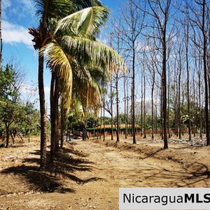 80 Manzanas Tree Farm Five minutes from Rivas