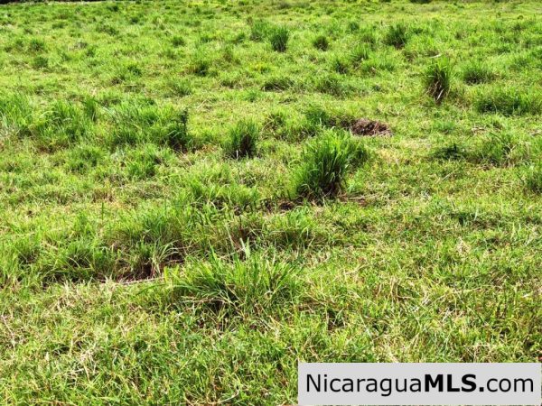 4 Acres in Las Delicias on the Road to Playa Coco - Image 14